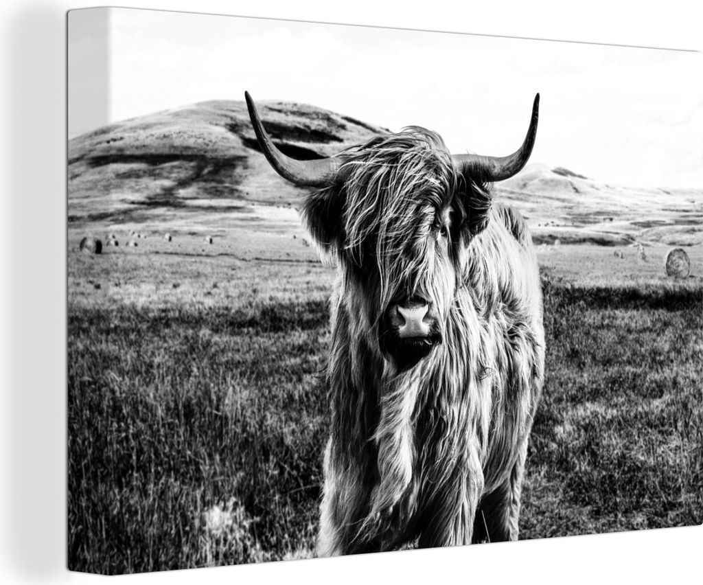 OneMillionCanvasses - Leinwandbilder - 140x90 cm, Schwarz - Weiß - Schottisches Hochlandrind - Gras, Wandbilder Wohnzimmer Hochland Rind - Tier ...