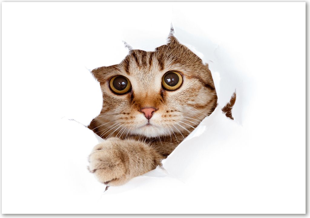 Tulup Glas-Bild - 100 x 70 - Wandbild aus Glas - Wandkunst - Wandbild hinter gehärtetem Sicherheitsglas - Tiere - Katze - Beige