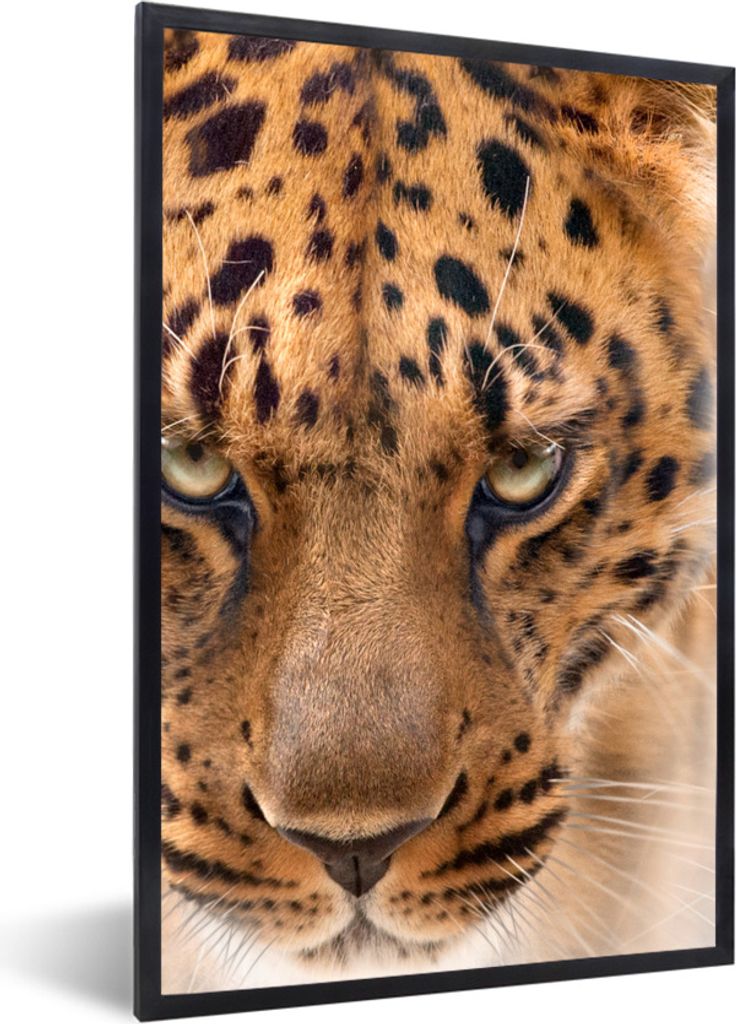 MuchoWow Gerahmtes Poster Leopard - Porträt - Gesicht 20x30 cm - Poster mit Schwarzem Bilderrahmen Wandposter Rahmen Foto Bilder - Drucken - Bil...