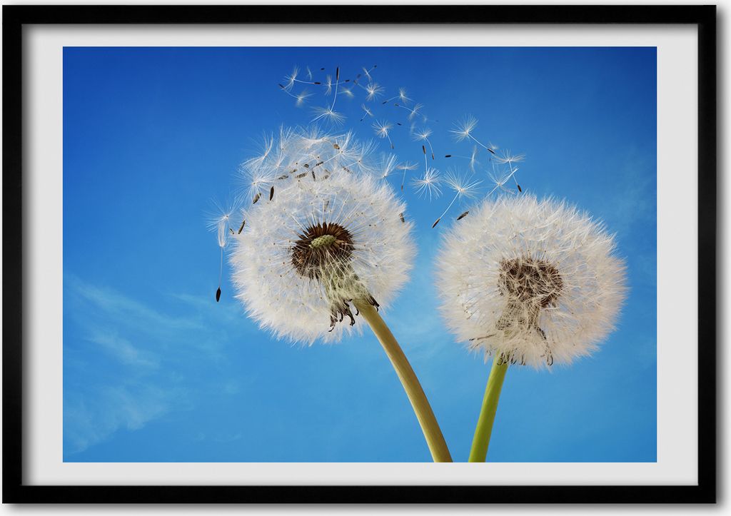 Bild - Bilderrahmen - 100 cm x 70 cm - MDF - Rahmen - Foto - Wandkunst Löwenzahn
