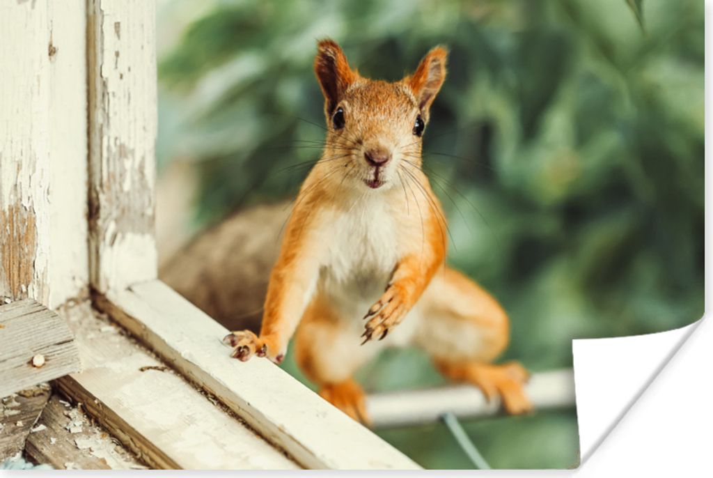 MuchoWow Poster Eichhörnchen - Fenster - Waldtiere 60x40 cm - Schlafzimmerdekoration