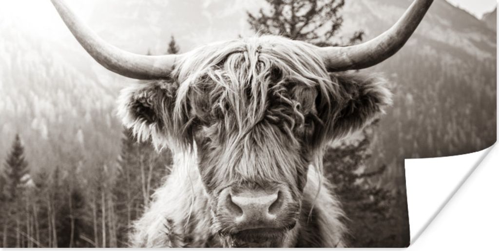 MuchoWow Poster Kuh - Schottischer Highlander - Schwarz - Weiß 40x20 cm - Poster für die Wand - Poster Schlafzimmer