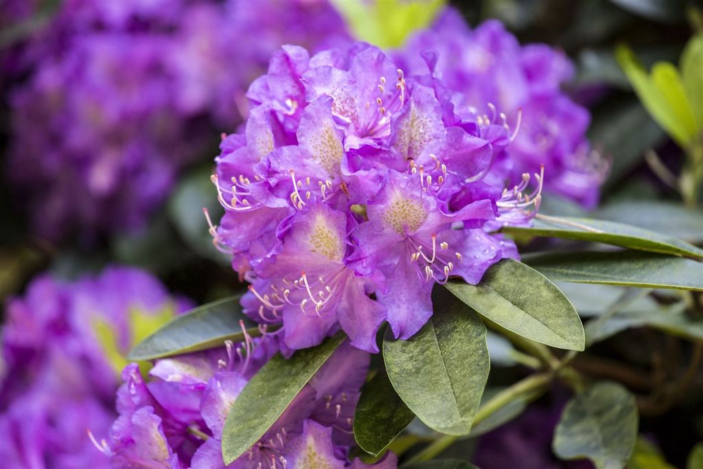 Rhododendron Hybr. 'Effner', Rhododendron, rosa, 30–40 cm
