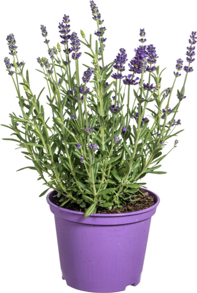Lavandula angustifolia - Lavendel | 8 Stück - 30-40cm - Ø13cm - Gartenpflanze