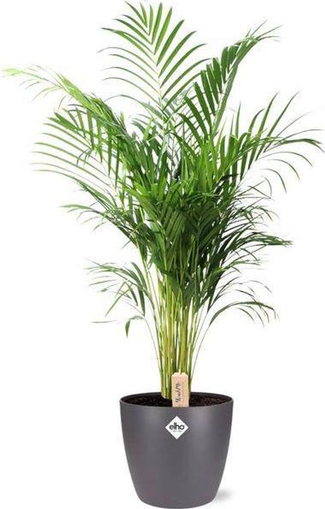 Dypsis Lutescens Areca – Goldfruchtpalme – Zimmerpflanze Produktbild 