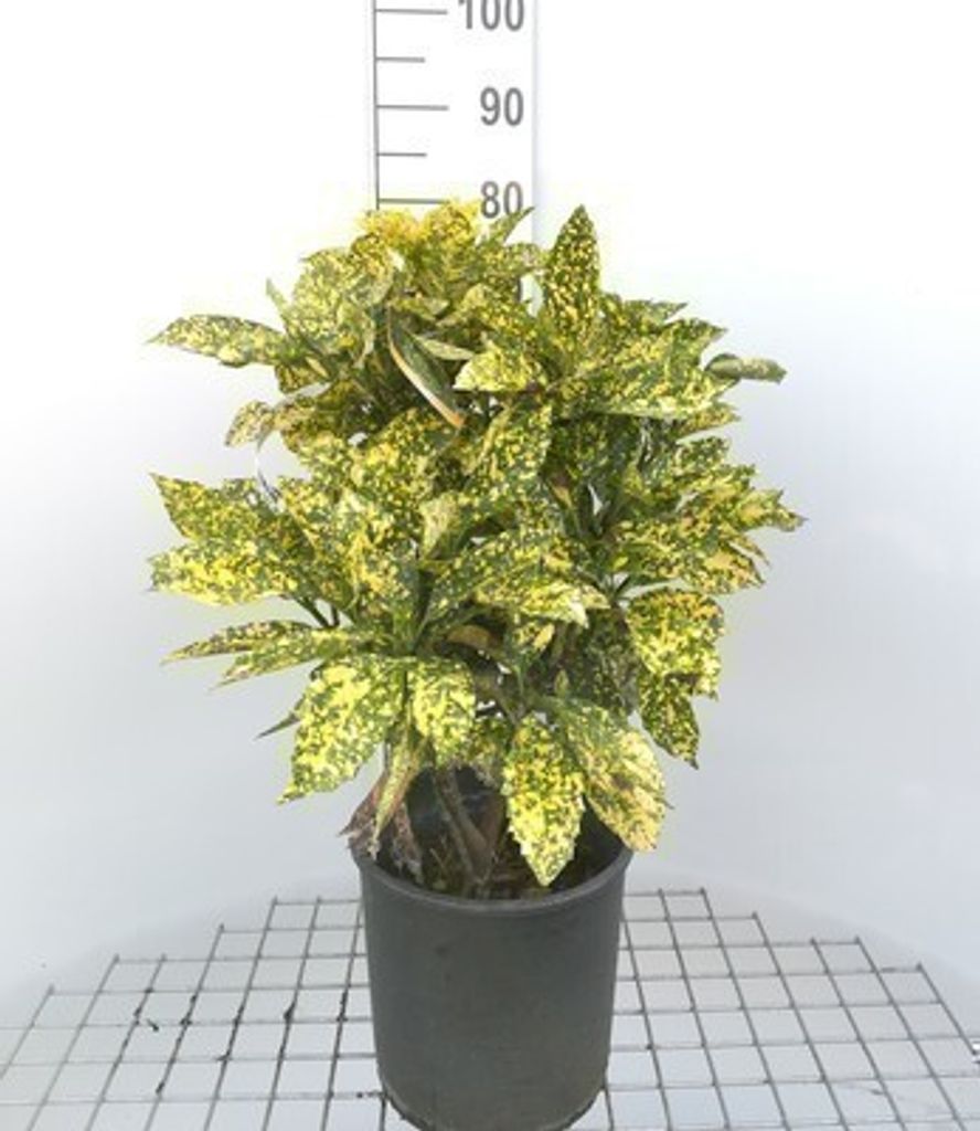 Aucuba jap. 'Crotonifolia' - Japanische Aucube 60- 80 cm Container