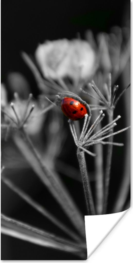 MuchoWow Poster Schwarz-Weiß-Foto eines roten Marienkäfers auf einer Pflanze 60x120 cm - Wandschmuck