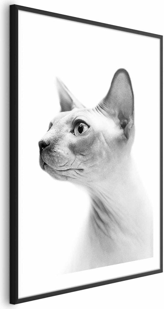 Posterpapier Poster - Hairless Cat 60x90 cm Tiere g-B-0111-ao-a
