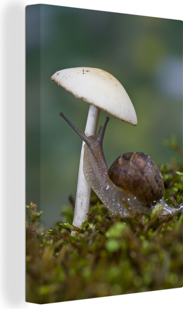 OneMillionCanvasses - Leinwandbilder - 90x140 cm, Schnecke sitzt unter einem weißen Pilz, Wandbilder Kunstdruck Wanddekoration - Foto auf Leinwa...
