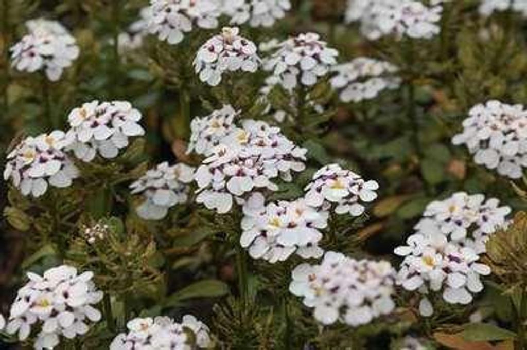6 x Iberis 'Masterpiece' - Schleifenblume - Topf 9 x 9 cm