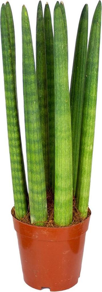 Bloomique - Sansevieria Straight - Langue de belle-mère - Image du produit 