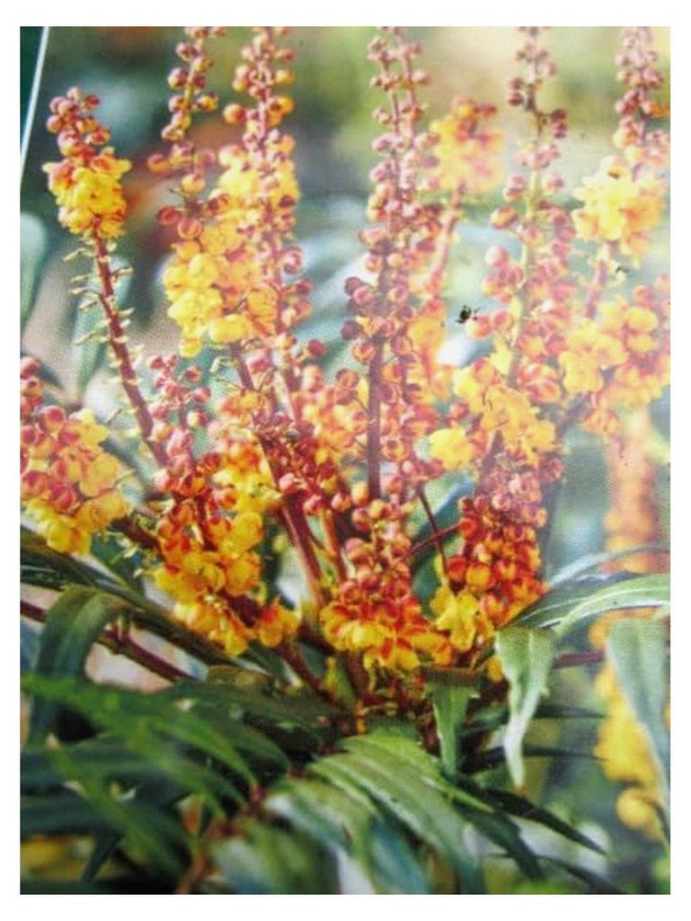 Mahonia aquifolium Volcano - 25-30 cm