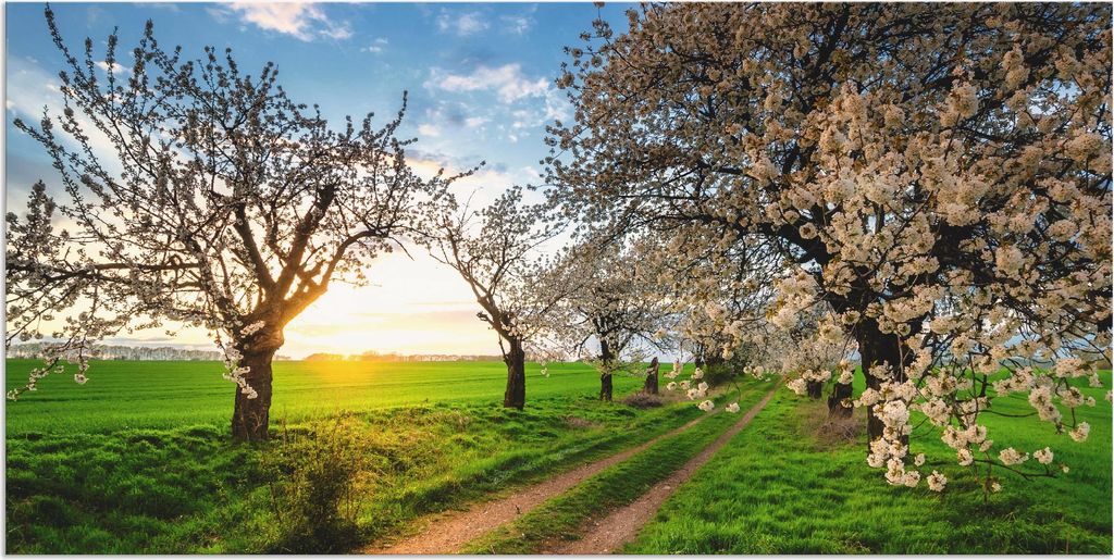 ARTland Wandbild Alu für Innen & Outdoor Kirschallee Größe: 60x30 cm