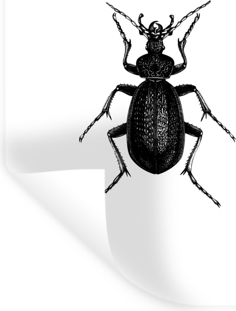 MuchoWow Wandtattoo Wandsticker Wandaufkleber Schwarz und weiß - Käfer - Vintage - Insekten 60x80 cm Selbstklebend und Repositionierbar - Repos...