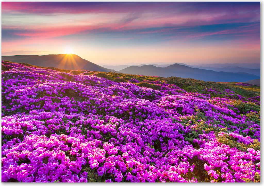 Tulup Leinwandbild - 100x70 cm - Wandkunst - Drucke auf Leinwand - Leinwanddruck - Blumen & Pflanzen - Lila - Blumen Berge