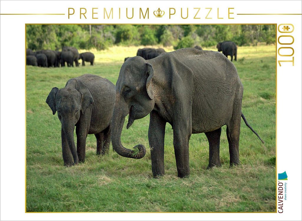 CALVENDO Puzzle Elefanten in Menneriya | 1000 Teile Lege-Größe 64x48cm Foto-Puzzle für glückliche Stunden