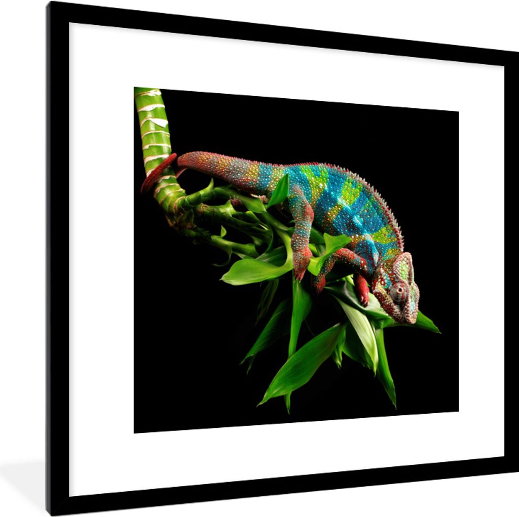 MuchoWow MuchoWow Gerahmtes Poster Chamäleon mit roten Beinen 40x40 cm - Poster mit zchwarzem Bilderrahmen - Poster - Plakat im Rahmen