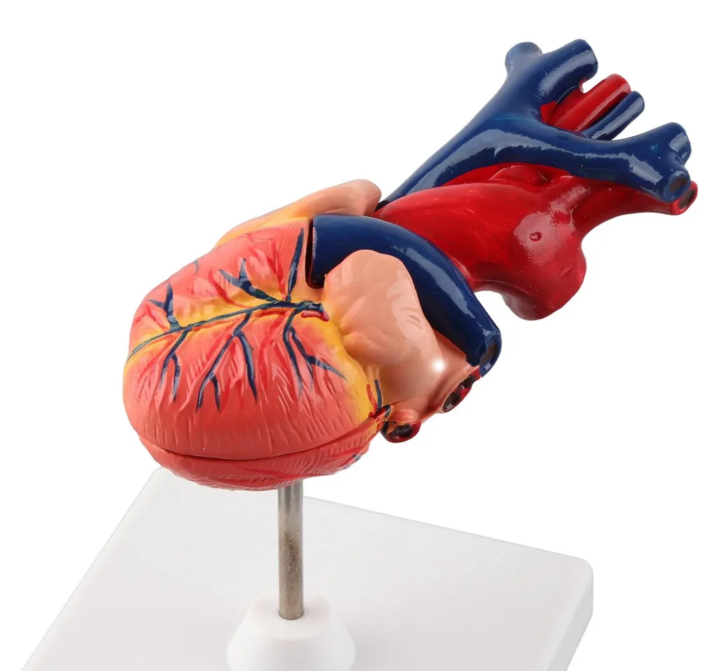 Maquette de cœur humain détaillée avec structures internes amovibles - 8