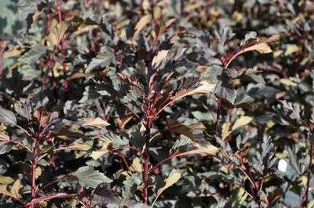 Physocarpus Summer Wine® au Feuillage Pourpre Intense - Taille 40/60