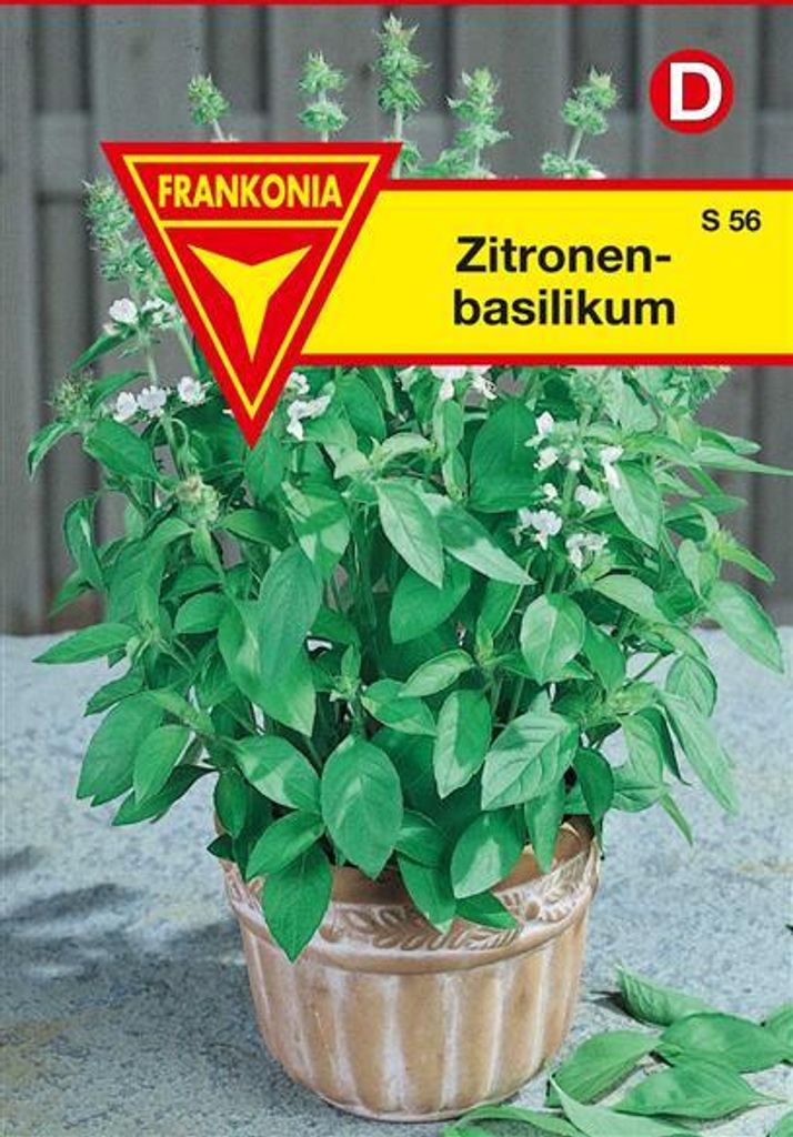 Zitronenbasilikum Produktbild 