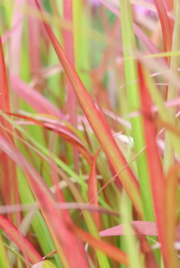 Imperata cylindrica Red Baron - Herbe Sanglante Japonaise - Lot de 6
