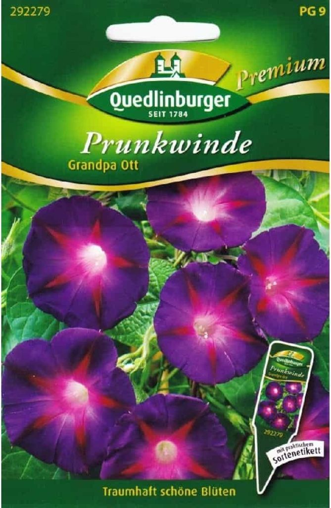 Quedlinburger Saatgut - Dziadek Ott efektowny powój - Zdjęcie produktu 