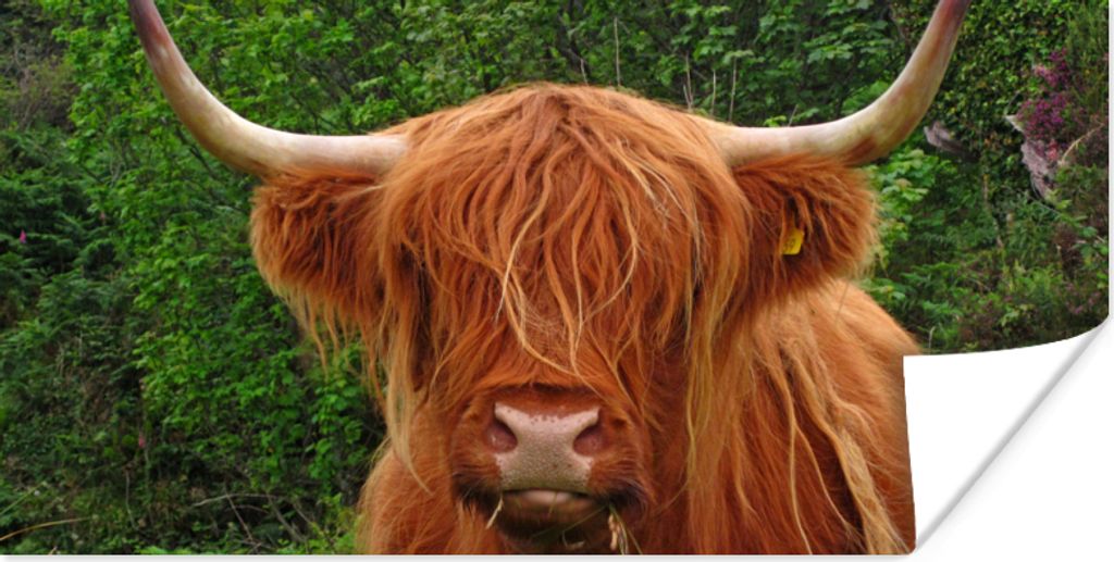 MuchoWow Poster Schottischer Highlander - Kuh - Gras 150x75 cm - ohne Rahmen