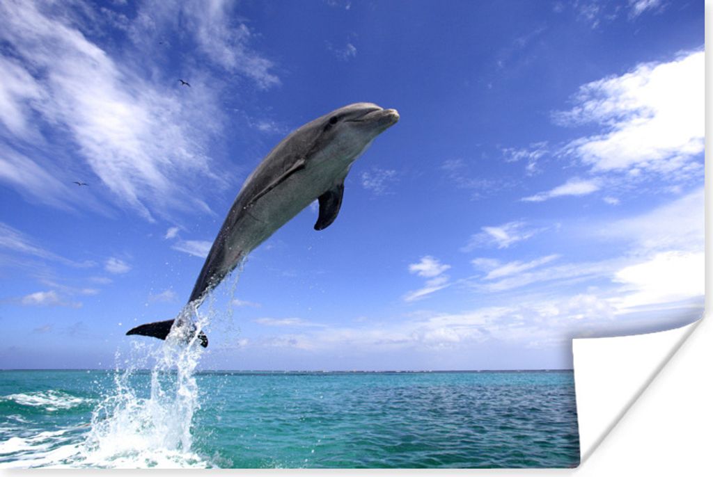 MuchoWow Poster Delfin - Meer - Himmel 30x20 cm - Plakate - Print