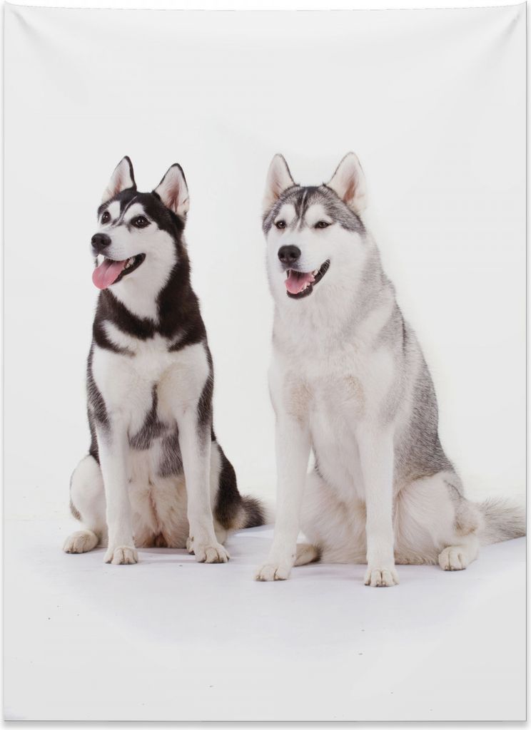 Abakuhaus Alaskan Malamute Wandteppich, Pelzige Hündchen aus Weiches Mikrofaser Stoff Kein Verblassen Klare Farben Waschbar, 110 x 150 cm, Weiß S...