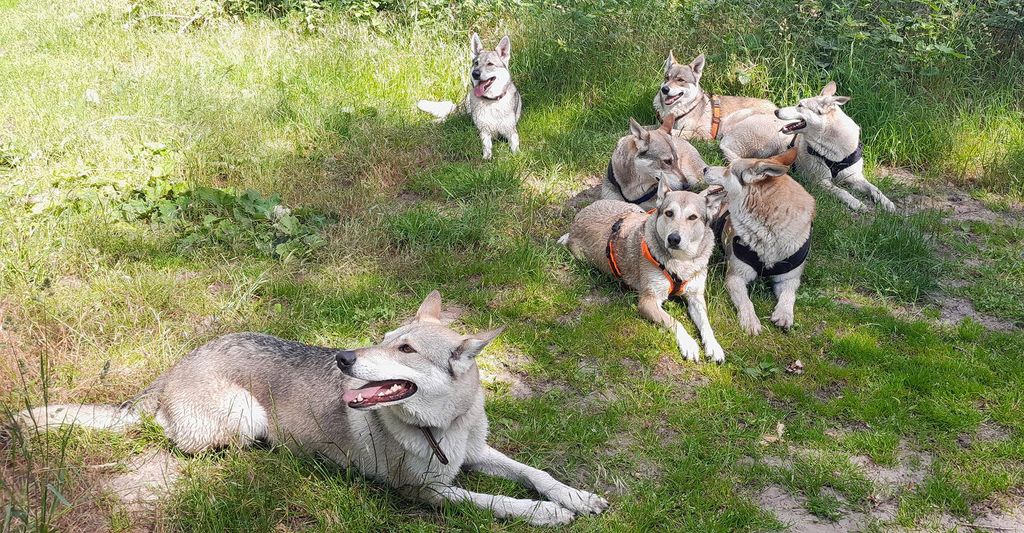 mydays Wolfhundepfleger Büren (3 Std.); Erlebnis verschenken oder selbst erleben; Gutschein für 1 Person(en)