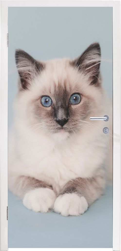 MuchoWow Türtapete Selbstklebende Türfolie Katze - Ragdoll Katze - Blau - Mädchen - Kinder - Jungen - Kind 90x235 cm Türposter Türaufkleber ...