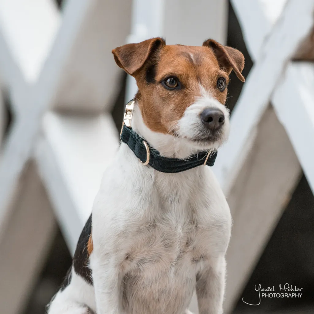 Collier pour Chien Kentucky Dogwear en Corduroy Doux et Robuste - Luxe