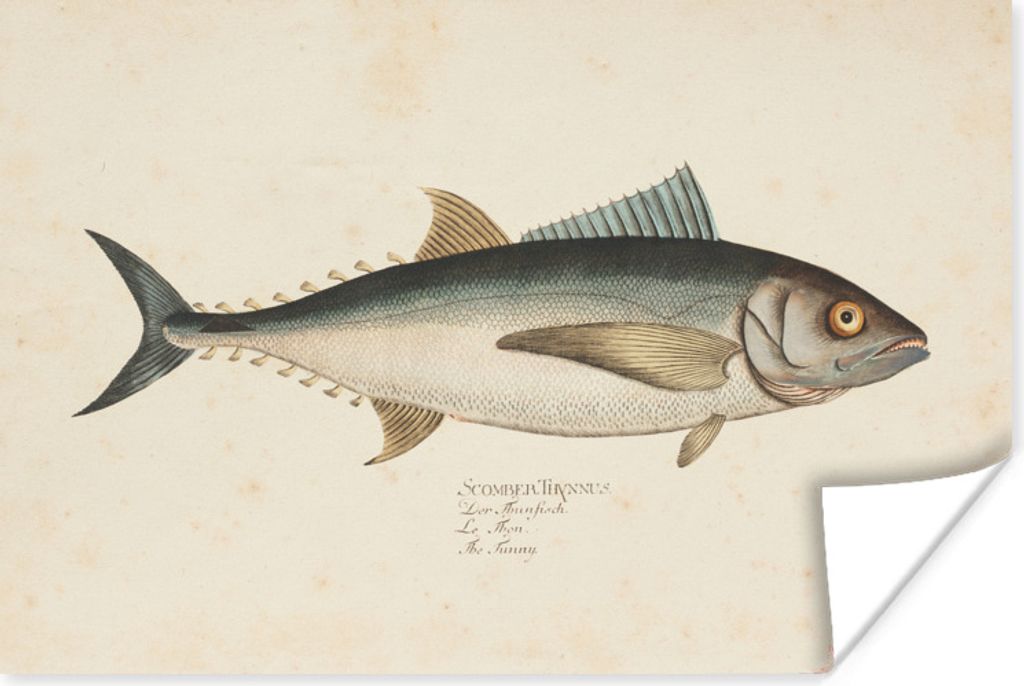 MuchoWow Poster Eine alte Illustration eines Fisches 90x60 cm - Schlafzimmer