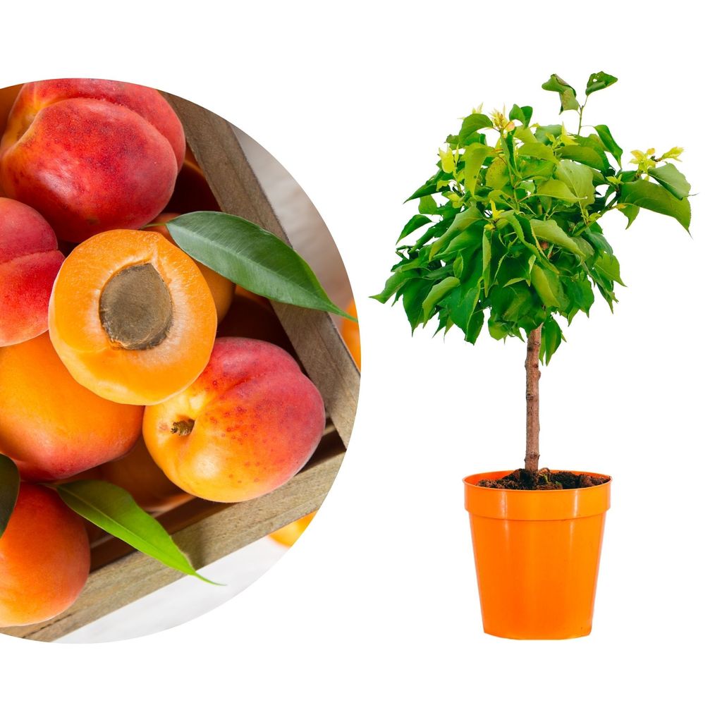 Meine Orangerie - Zwergobst Stämmchen Aprikose - Zwergaprikose - Höhe inkl. Topf ca. 80-90cm - winterharter Aprikosenbaum