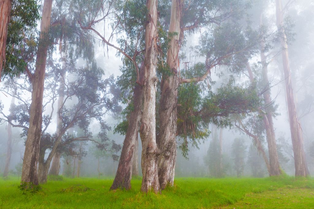 Muralo Fototapete Wald im Nebel 368 (B) x 254 (H) cm Vlies Tapete Wandtapeten Bäume Wohnzimmer Schlafzimmer moderne Wandbilder XXL Landschaft Pano...