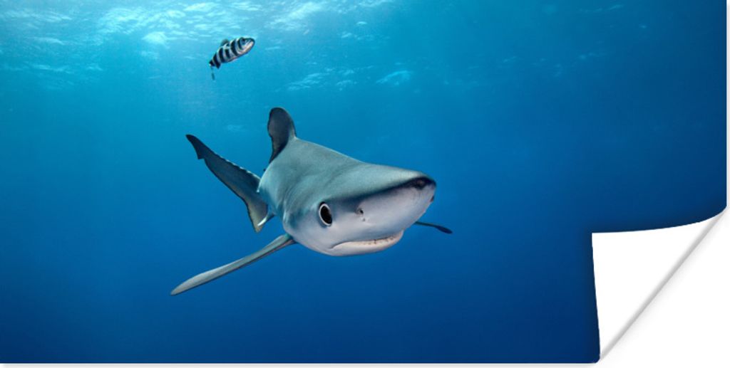 MuchoWow Poster Großer Blauer Hai 120x60 cm - Bild