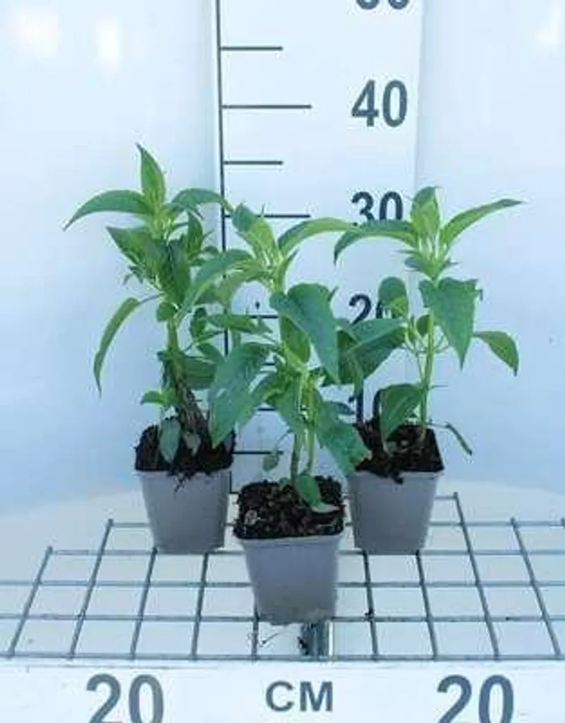 Plante vivace Ortie indienne Monarda Beauty of Cobham - Lot de 6 pots