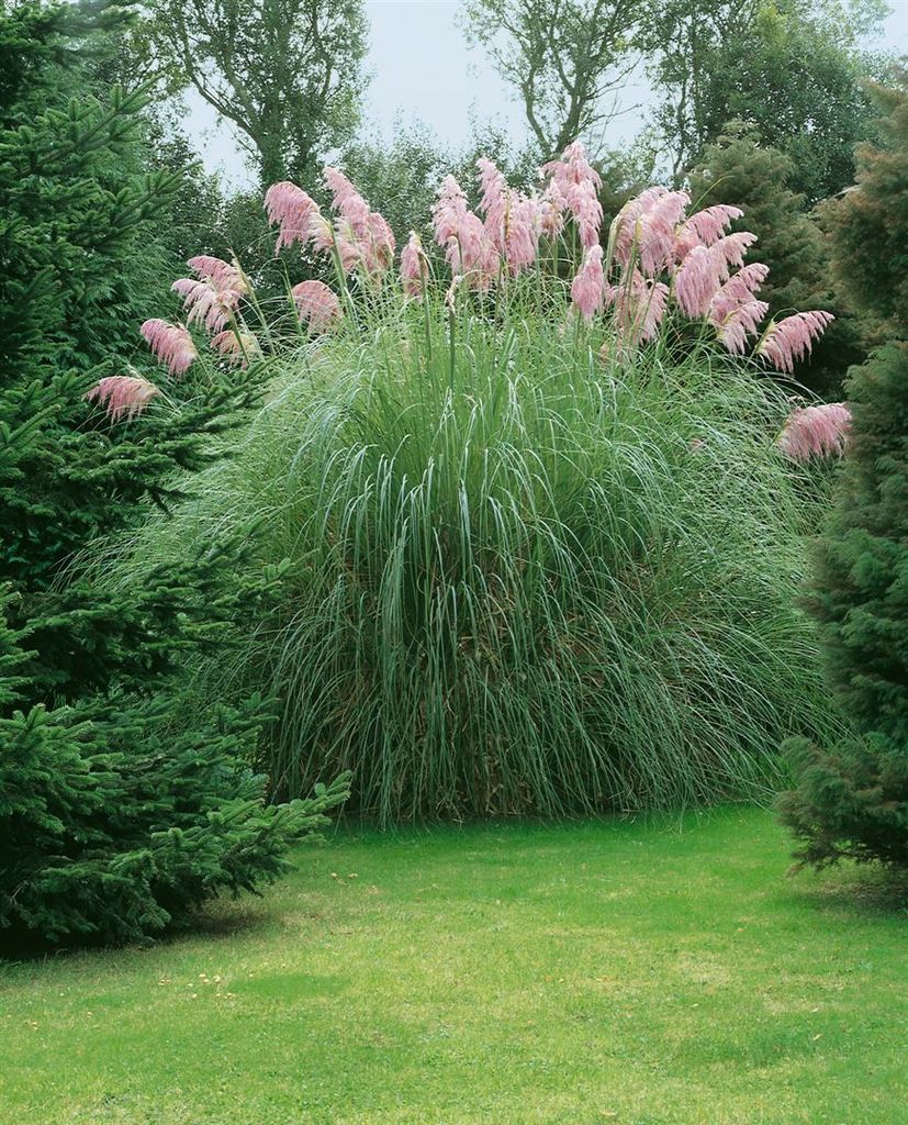 Cortaderia selloana 'Rosea', Pampasgras, rosa, 3-5 Liter Produktbild 
