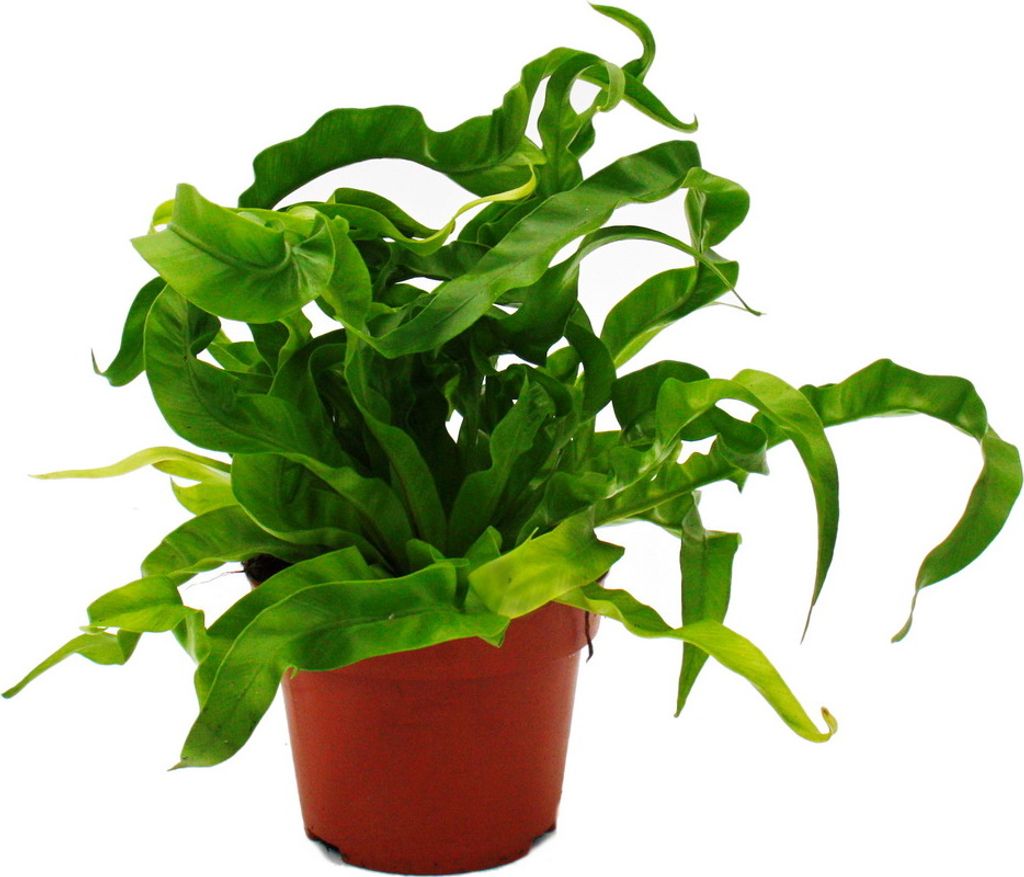 Asplenium antiquum Hurricane besondere Farn-Sorten frs