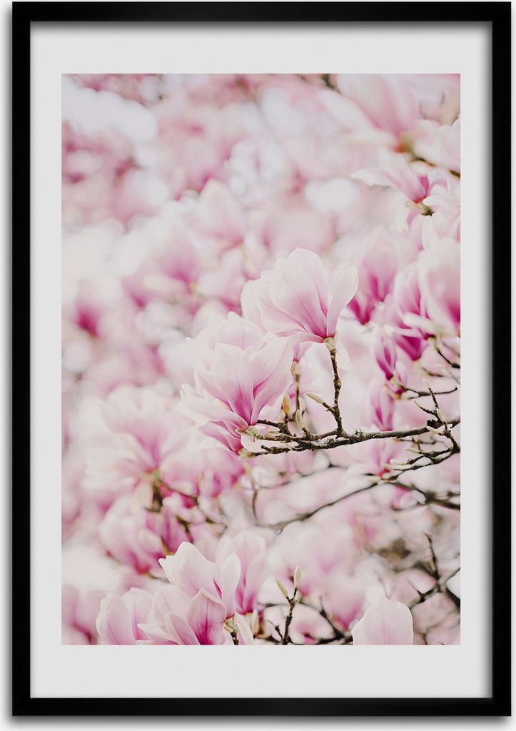 Bild - Bilderrahmen - Foto - 70 cm x 100 cm - MDF - Rahmen - Wandkunst - Magnolie Blumen