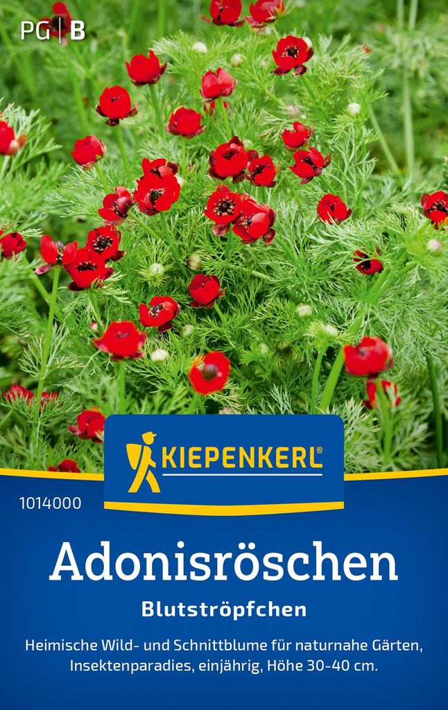 Artikelbild 2 von 'Adonisröschen Blutströpfchen' aus der Kategorie Blumensamen