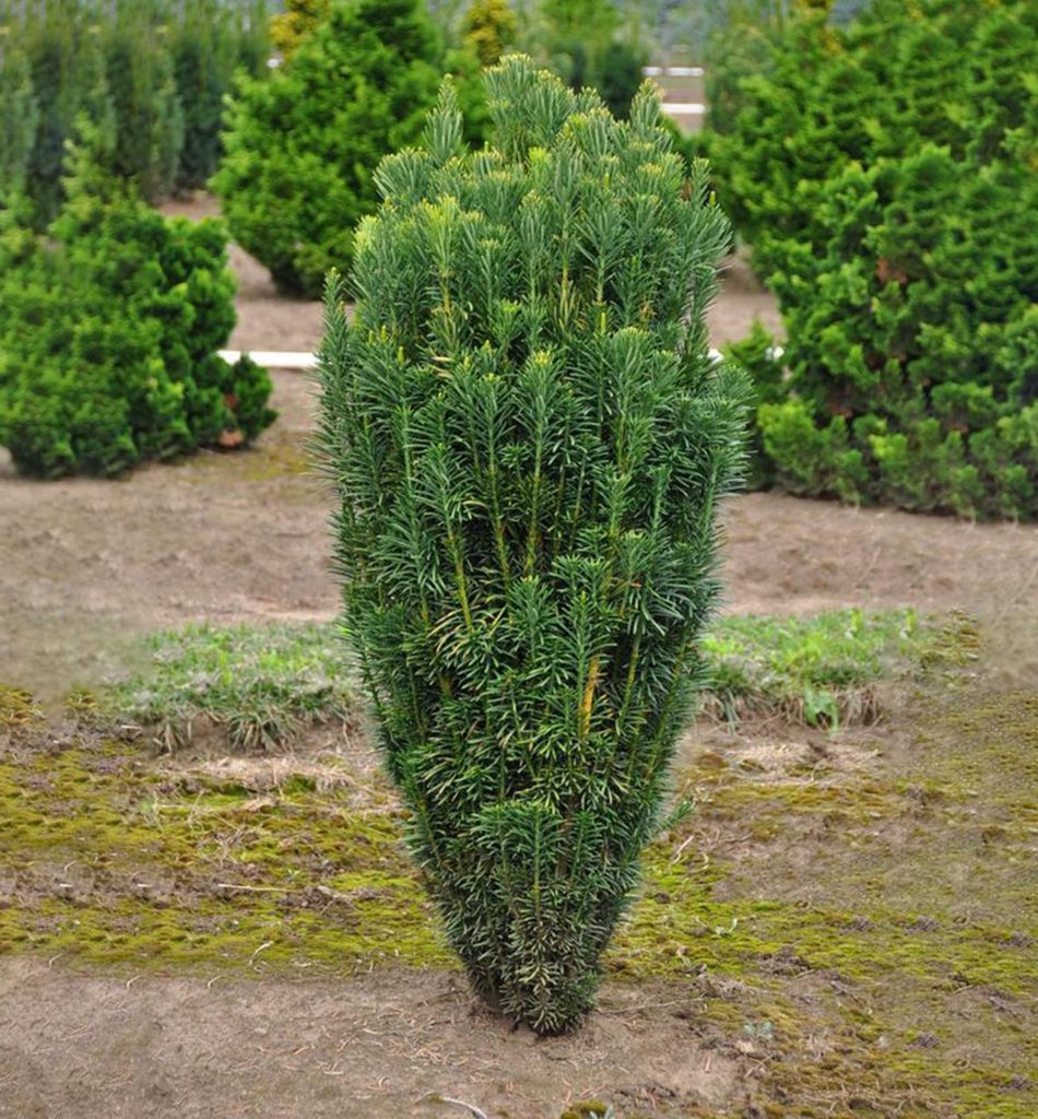 Säulenkopfeibe ́FASTIGIATA ́ 40-50 cm, Cont. 2,5 l