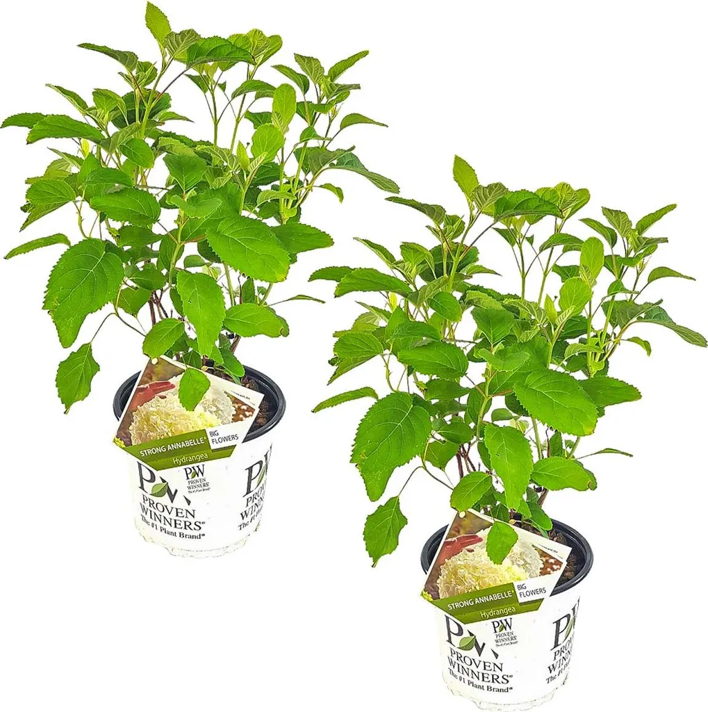 Hortensia Anti-Affaissement Strong Annabelle Blanc Lot de 2 Plantes