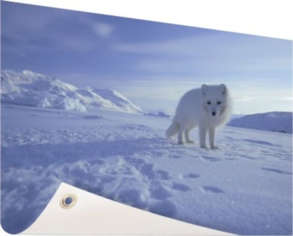 Gartenposter - 120x80 cm - Polarfuchs im Schnee - Modernes WaldTierposter Bilder - Wilde Tierposter