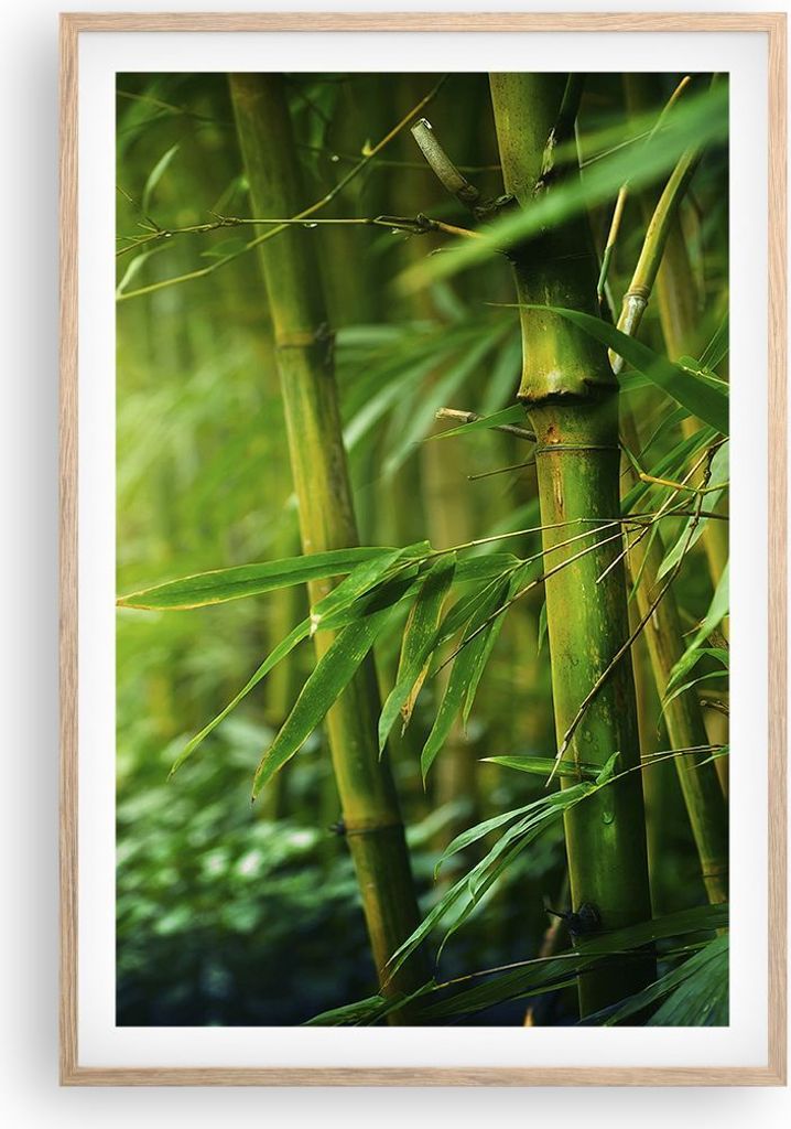 Gerahmtes Poster - Rahmen in heller Eiche - Bambus Pflanze - 61x91,5 cm - Wand Bild - Wanddeko - Wandbilder - Kunstposter - Wandposter - Bilderrahm...