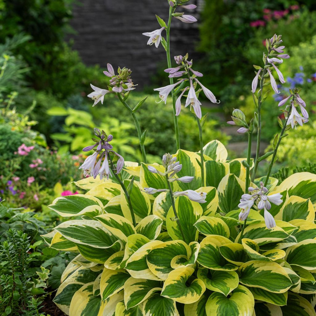 Hosta Staude Blattschmuck Schattenpflanze Garten Funkie Produktbild 