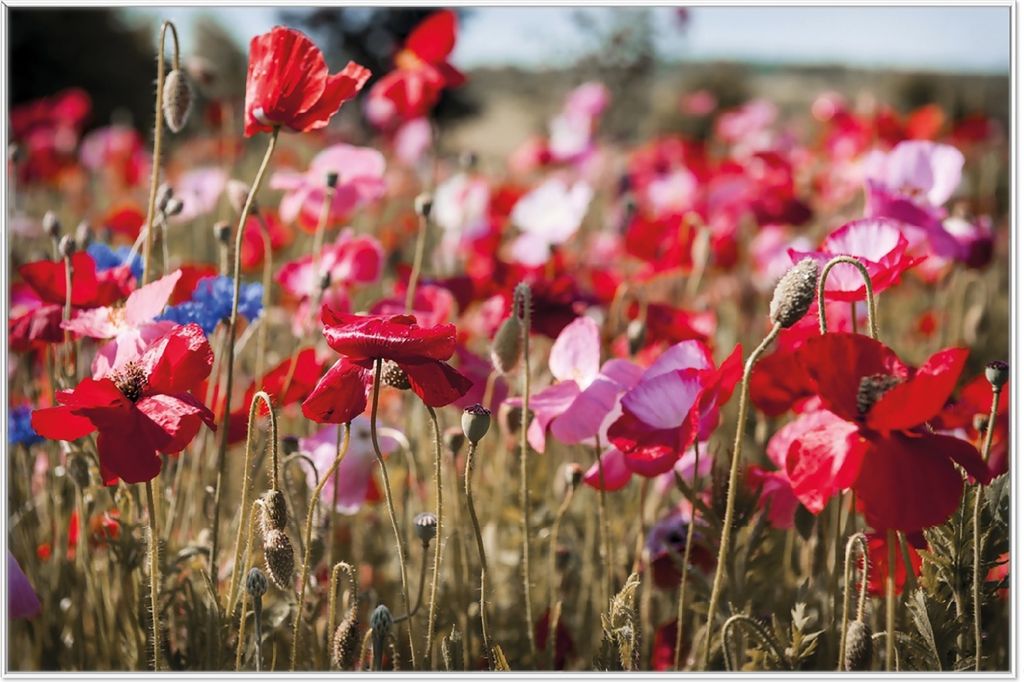 Wallario Wandbild Mohnblumen am Rande eines Feldes, Größe: 61 x 91,50 cm, Poster mit weißem Aluminiumrahmen