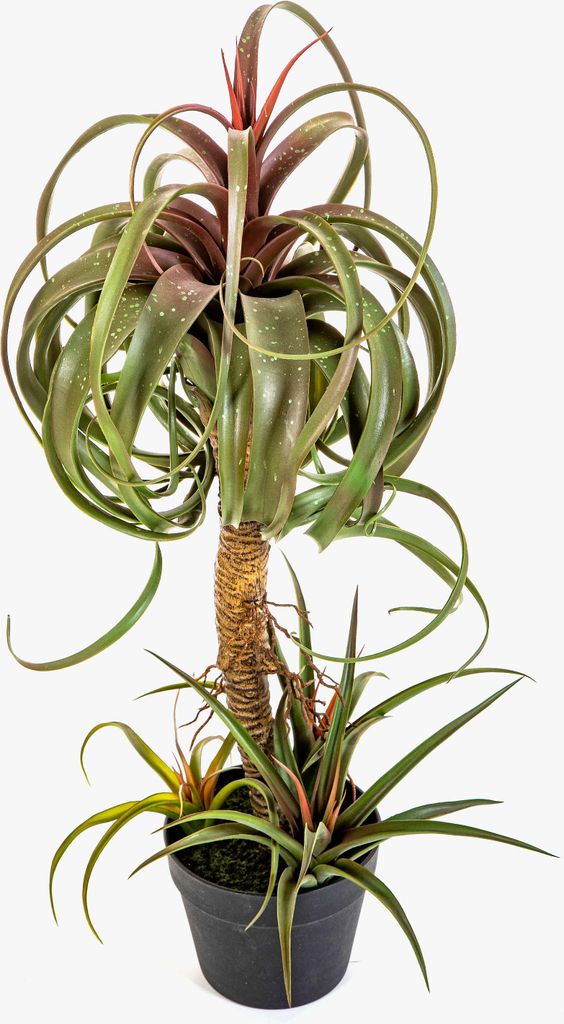 artplants.de Kunst Tillandsia streptophylla ELGAFAR, grün-rot, 80cm - Kunststoff Sukkulente