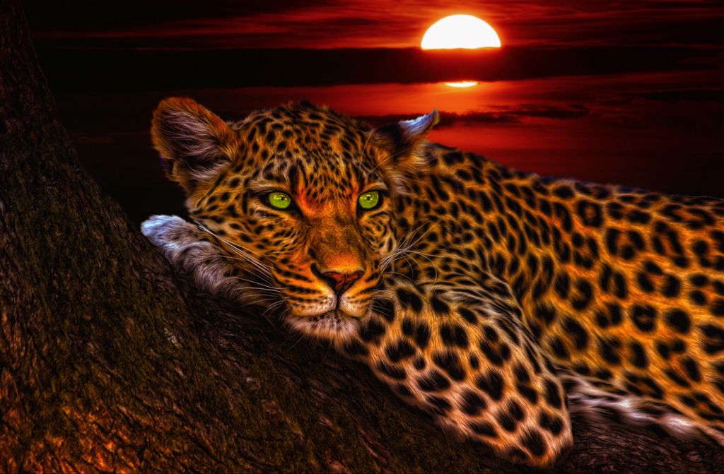 hansepuzzle 77655 - Leopard Puzzle, 500 Teile, Natur, 46,0 x 30,0cm mit hochwertiger Aufbewahrung, Kartonbox und wiederverschließbarem Beutel