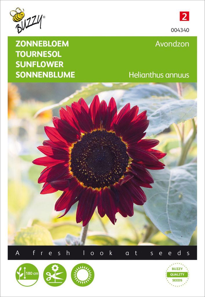 Sonnenblume Abendsonne | Sonnenblumensamen von Buzzy Seeds